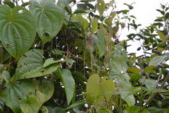 Dioscorea bulbifera